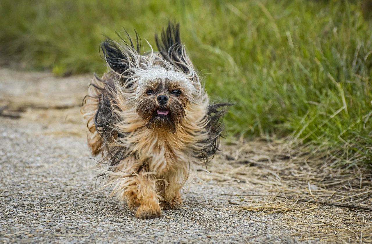 ein kleiner braun-schwarz-weißer Hund rennt auf einer grünen Wiese