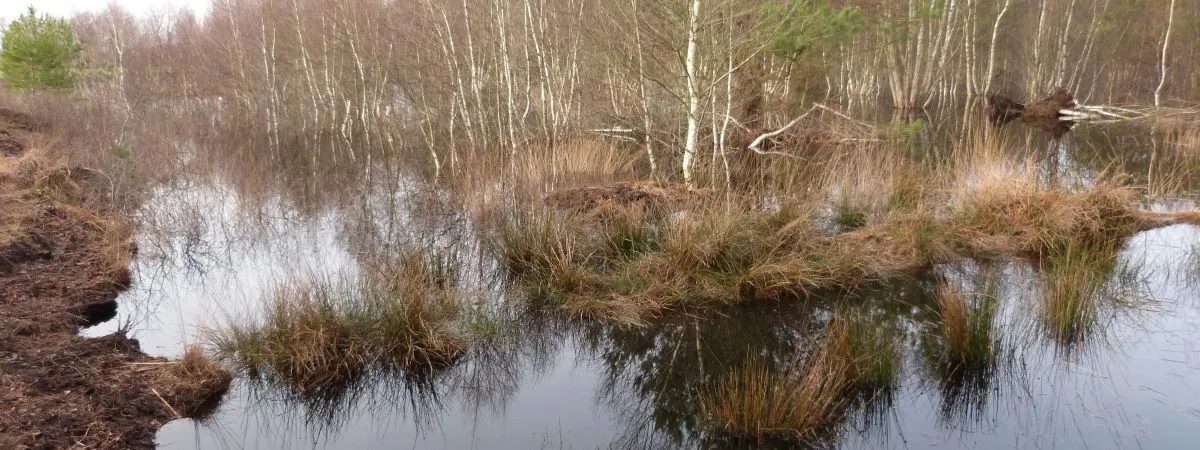 Bild von einem Moor