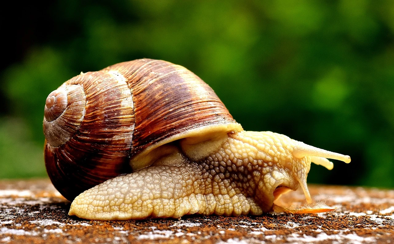 Eine einzelne Weinbergschnecke, die traurig aussieht