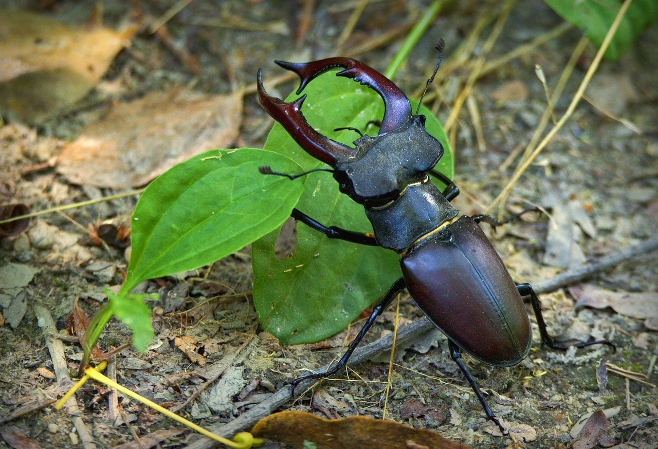 Das Bild zeigt einen schwarz-braunen Käfer auf dem Waldboden.
