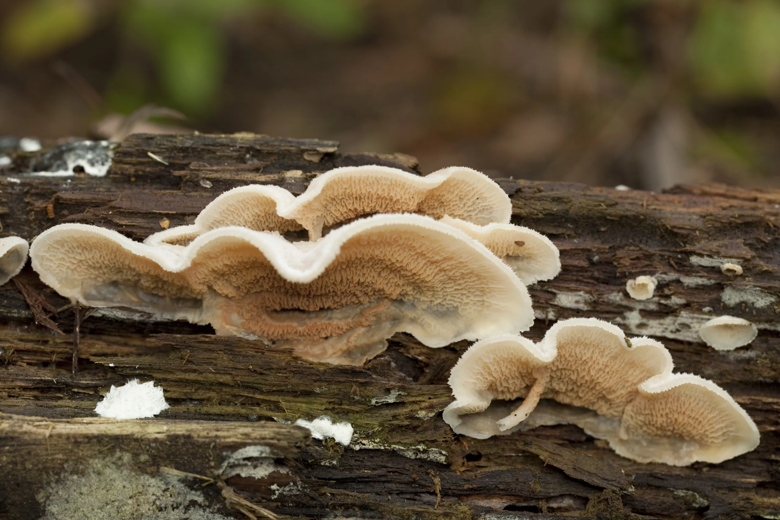 © GettyImages, Hier ist der Pilz Phlebia tremellosa an einem Baumstamm im natürlichen Lebensraum zu sehen.