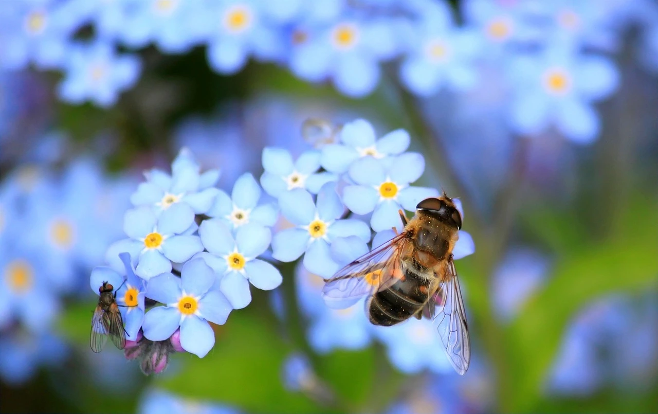 Das Foto zeigt eine Biene, die auf weißen Blüten sitzt.
