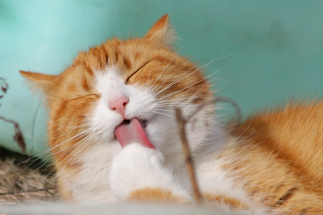 eine getigerte Katze liegt auf dem Bauch und putzt ihre Vorderpfote