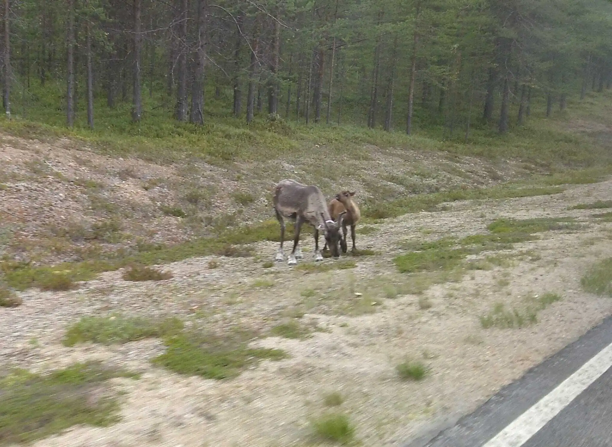 Das Bild zeigt eine Rentierkuh mit Kalb am Straßenrand stehend.