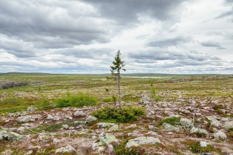 Der Methusalem unter den Fichten ist Old Tjikko. Der Baum gedeiht im schwedischen Nationalpark Fulufjället.beheimatet