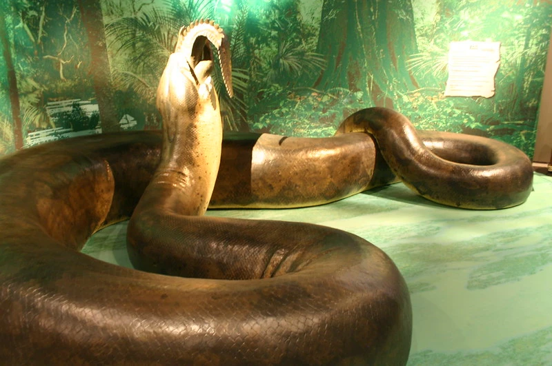 Das Foto zeigt eine Nachbildung der Titanoboa in einem Museum.
