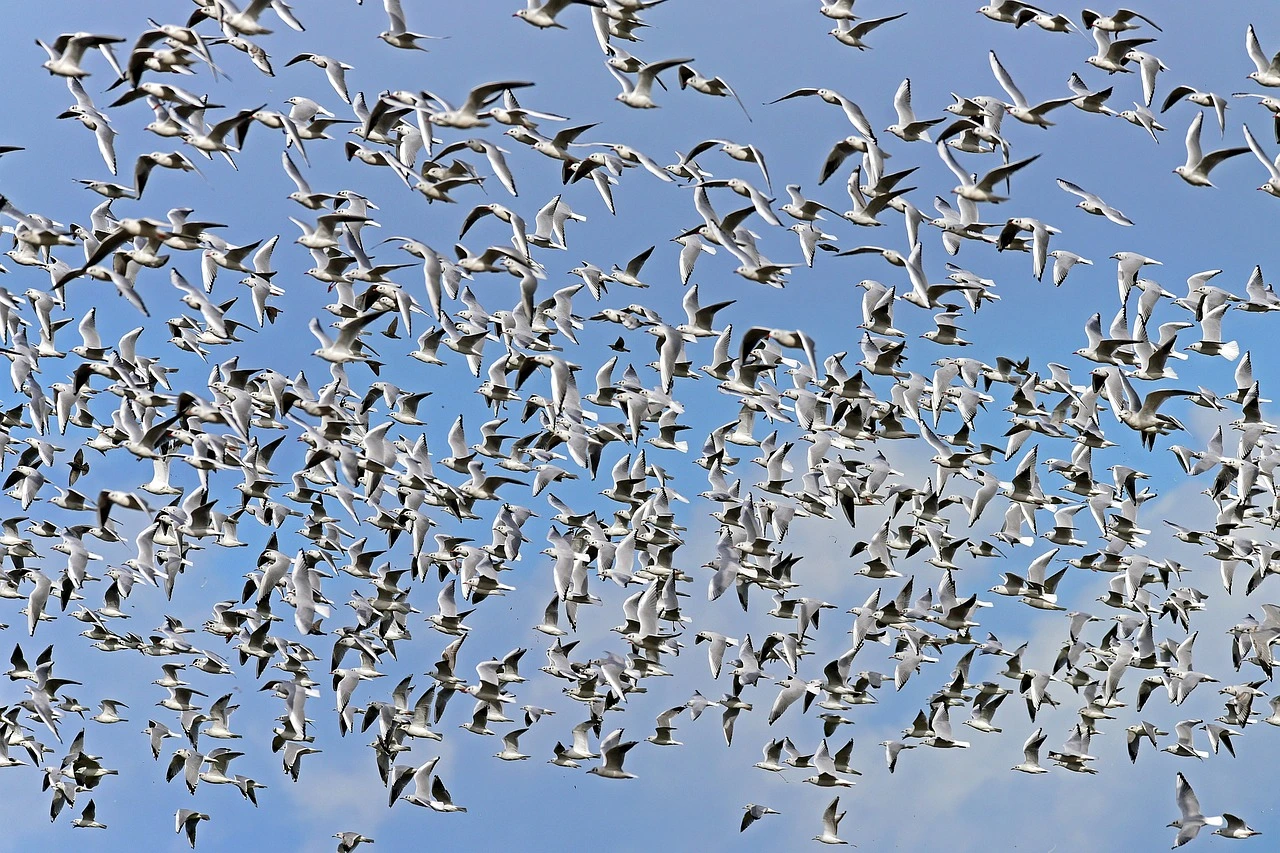 Das Foto zeigt einen großen Schwarm Möven am Himmel.