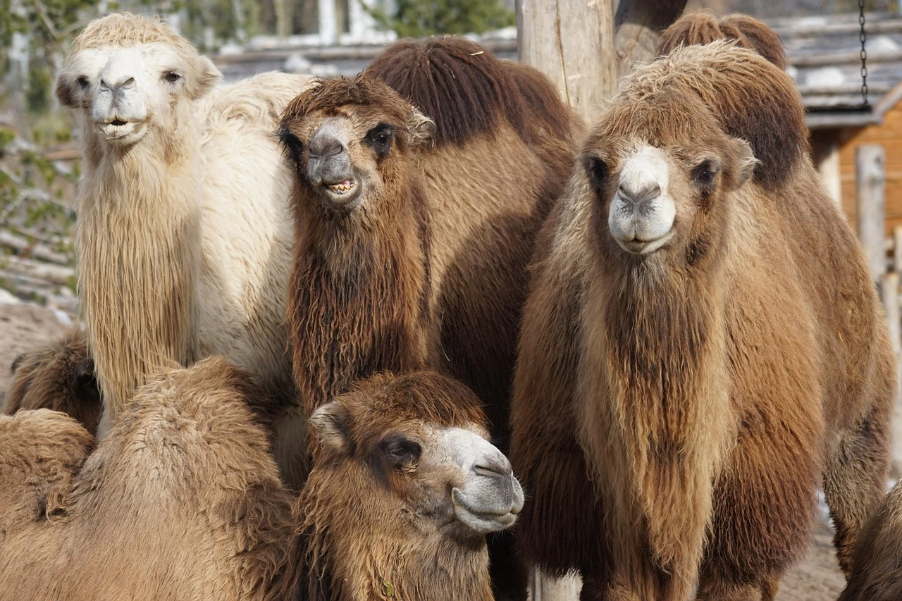 4 Kamele in verschiedenen Brauntönen stehen nebeneinander.
