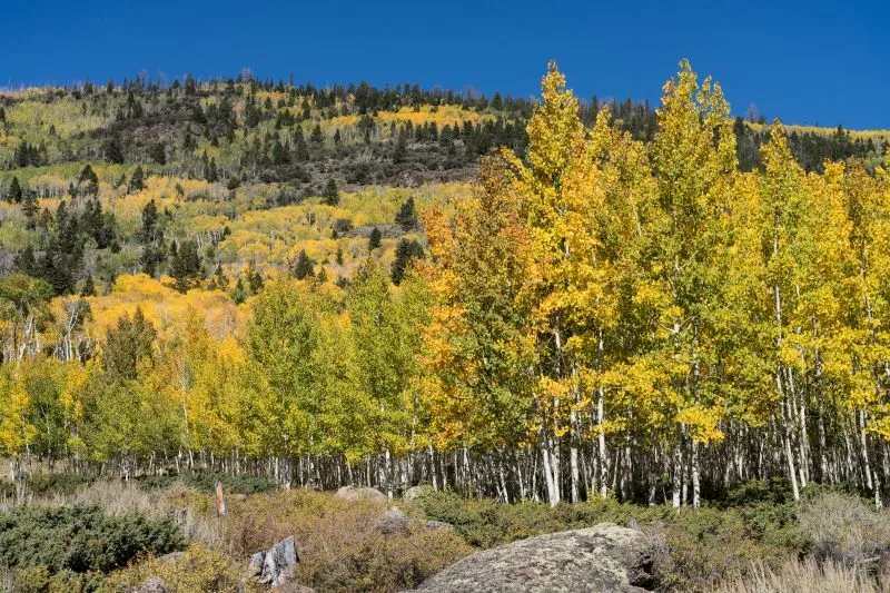 Der Organismus Pando erreicht gigantische Ausmaße. Das Bild zeigt einen Ausschnitt der Zitterpappelkolonie