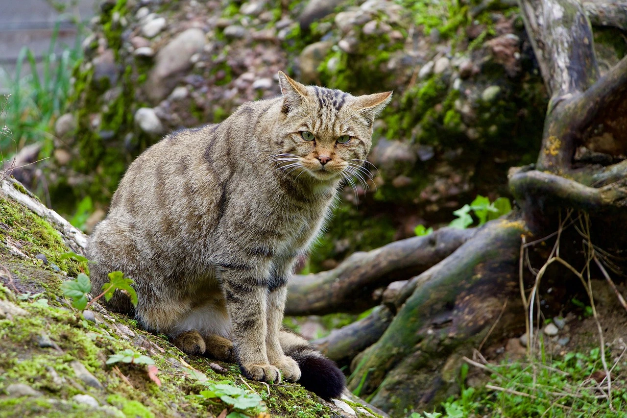 eine Wildkatze sitzt im Wald