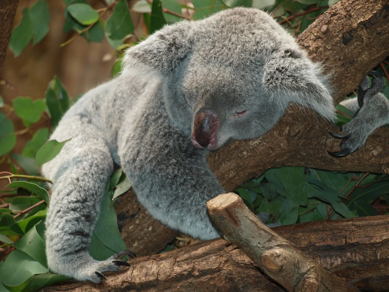Das Foto zeigt einen schlafenden Koala auf einem Baum.