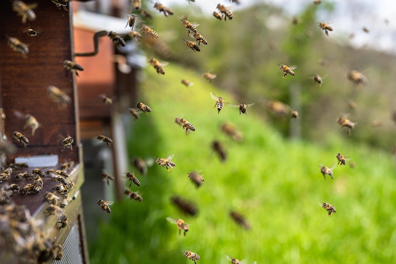 Honigbienen fliegen zu einem Bienenstock