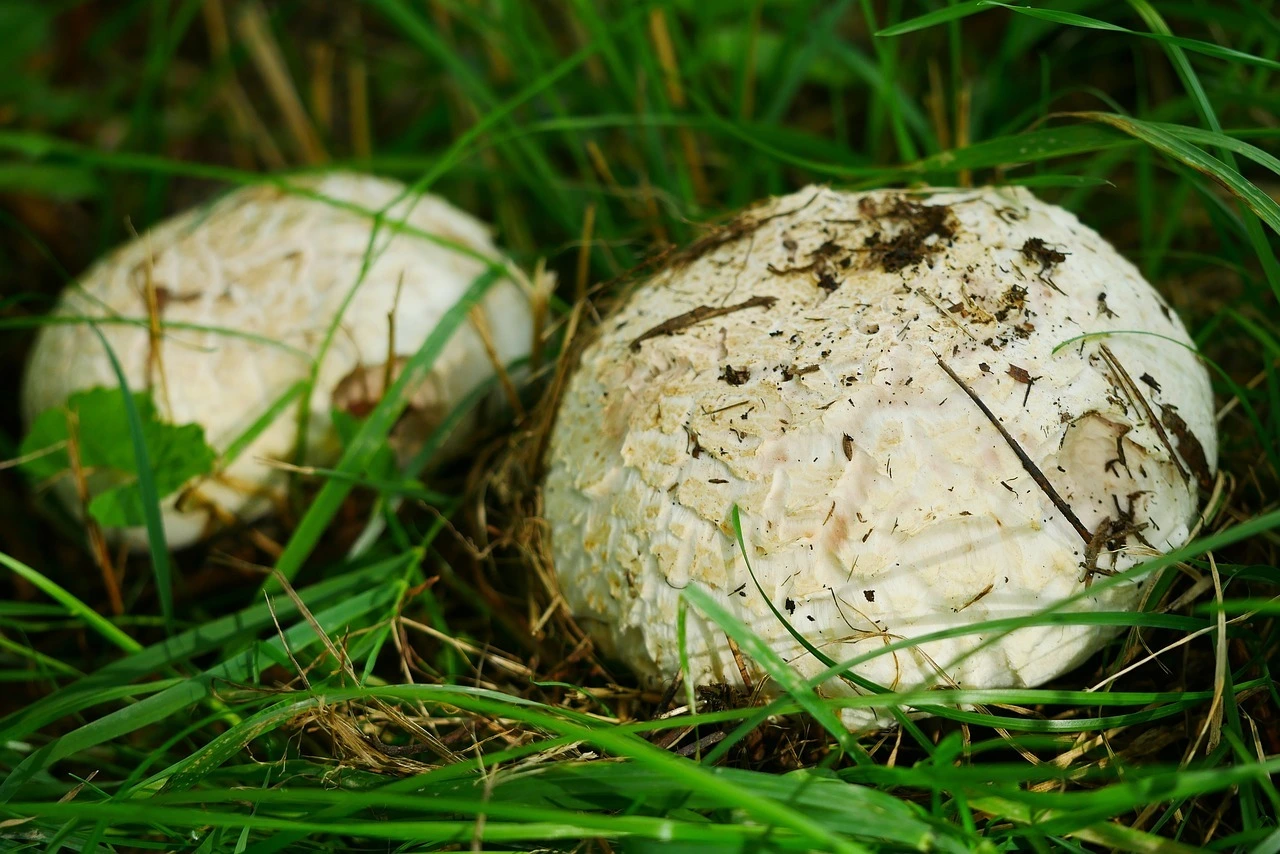 Das Foto zeigt zwei helle Pilze auf grünem Gras.
