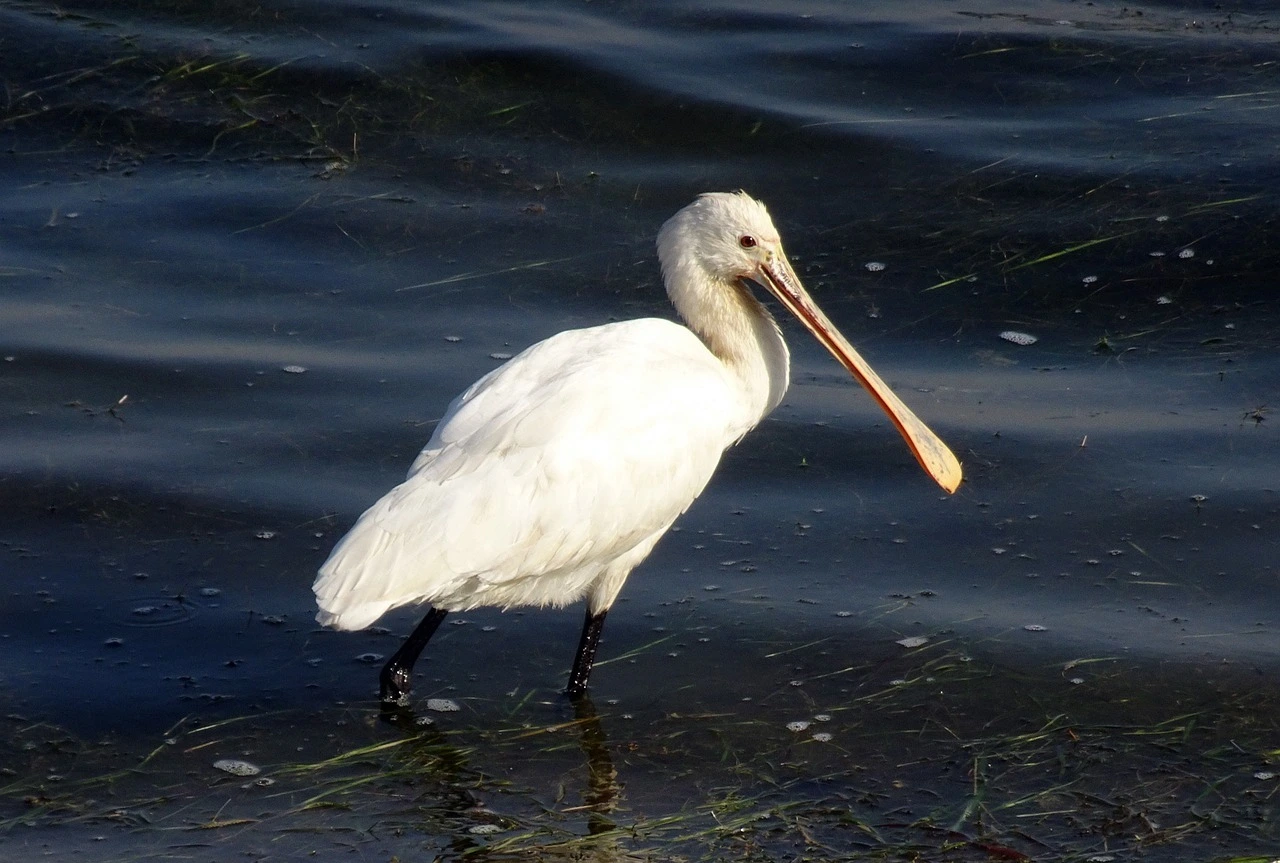 Das Foto zeigt einen weißen Vogel mit langen Beinen und einem löffelartigen Schnabel. Er watet durch Wasser.