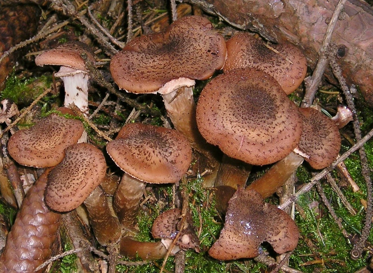 Dunkler Hallimasch. Foto von Maja Dumat from Deutschland (Germany) - Gemeiner Hallimasch (Armillaria mellea), CC BY 2.0, https://commons.wikimedia.org/w/index.php?curid=12738249
