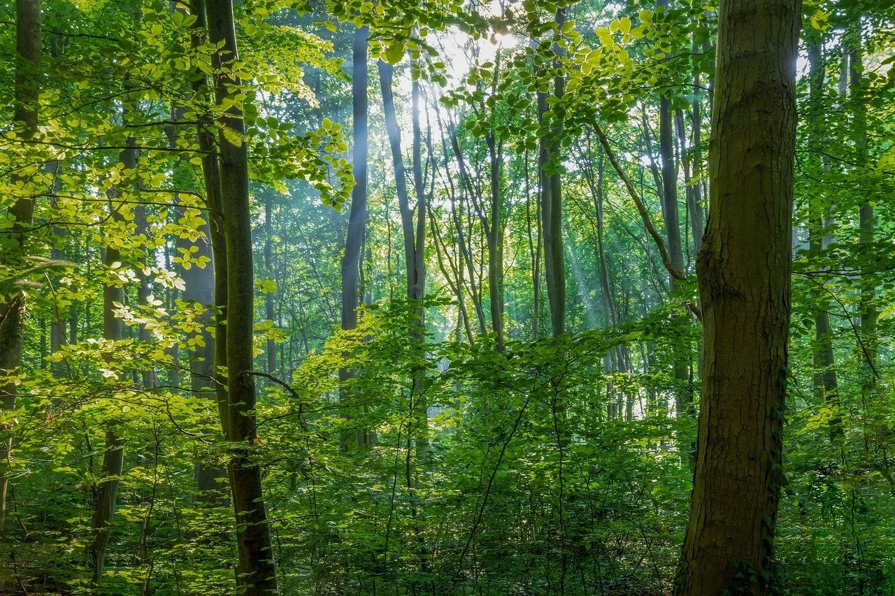 Das Foto zeigt Bäume im Wald.
