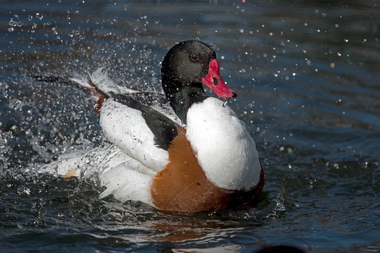 Das Foto zeigt eine leuchtend bunte Gans im Wasser.