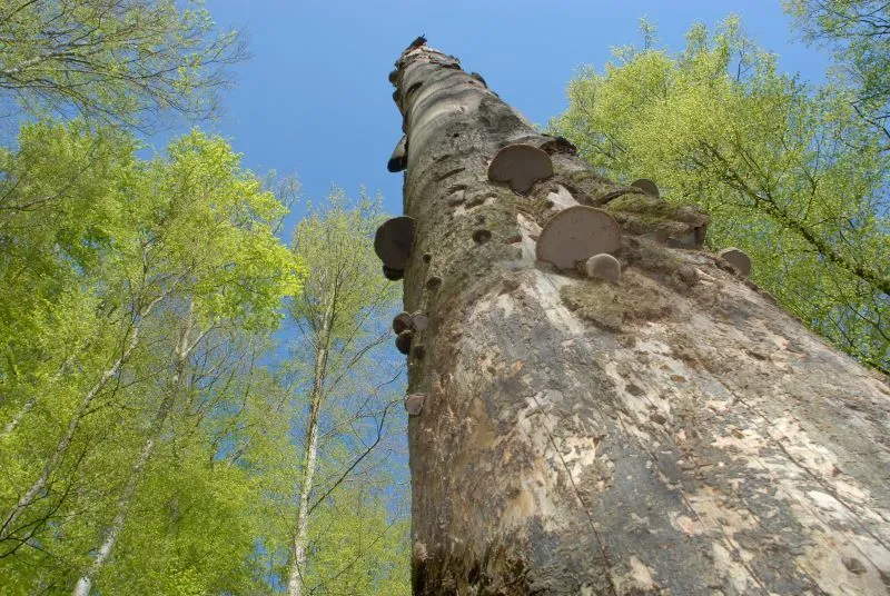 Ein abgestorbener Baum bietet Lebensraum für vielerlei Arten