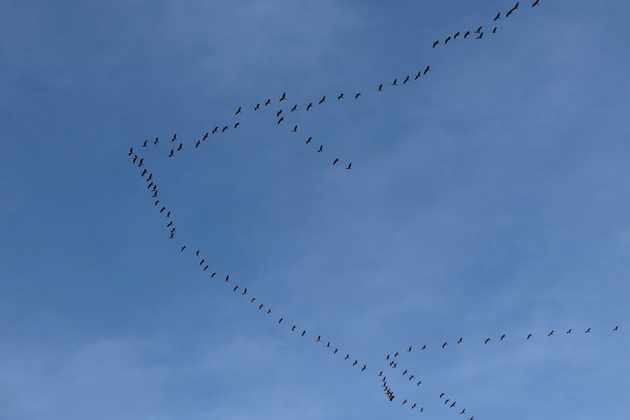 Das Foto zeigt einen Schwarm mit Vögeln. Sie sind in mehreren V-förmigen Ästen unterwegs.