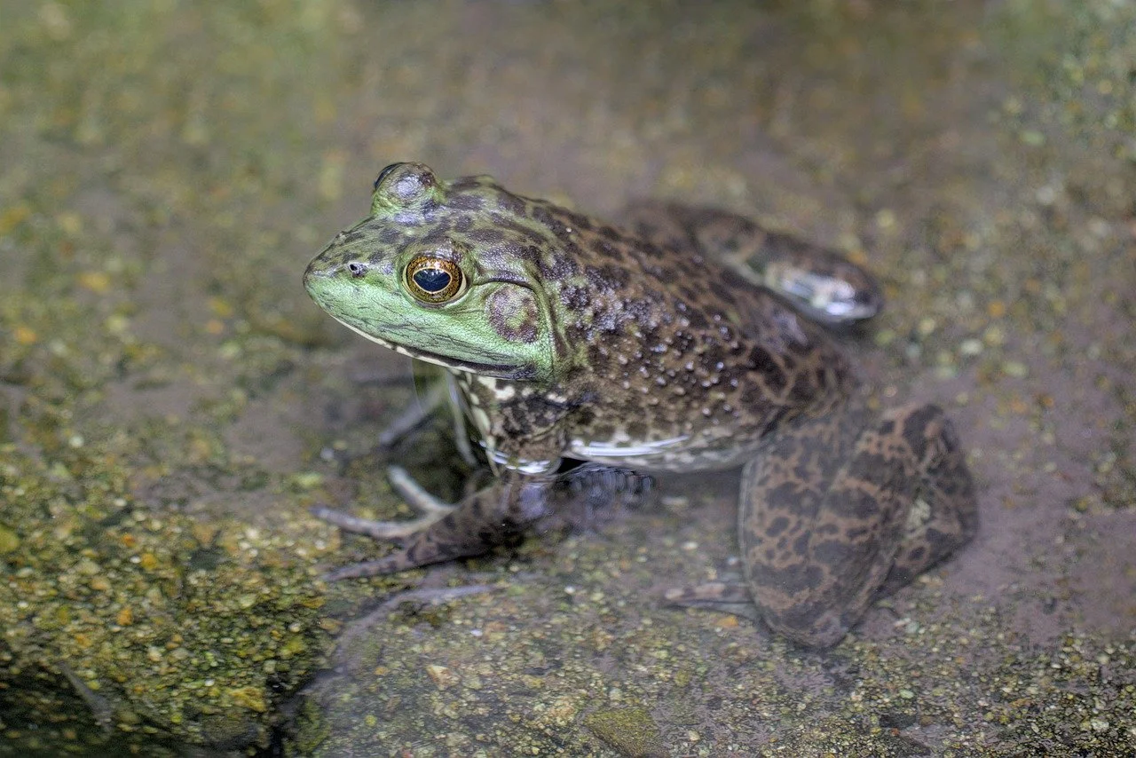 Das Foto zeigt einen Frosch in einem Tümpel.