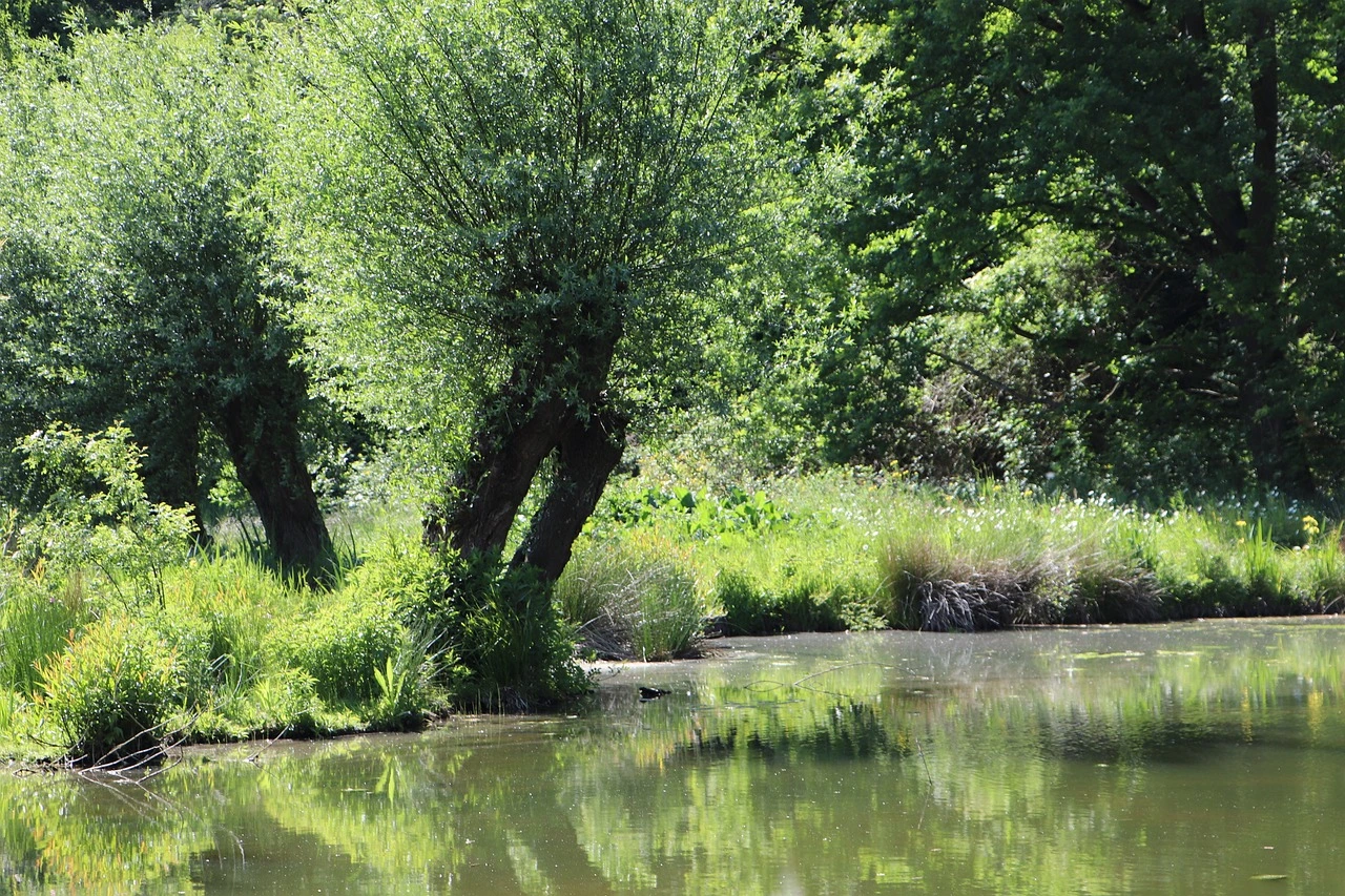 Das Foto zeigt eine Auenlandschaft. Im Vordergrund ist der Fluss, im Hintergrund Weiden.