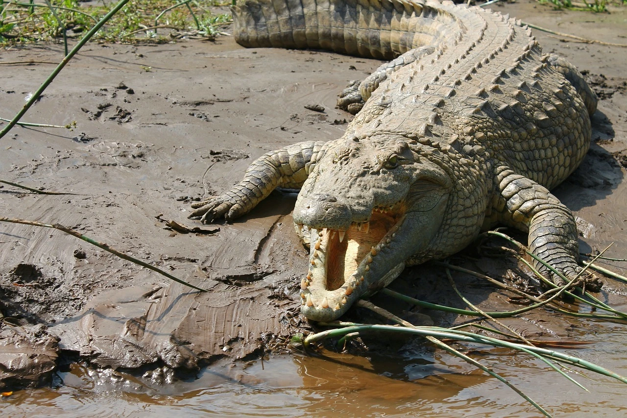 Das Foto zeigt ein Krokodil am Gewässerrand. Sein Kiefer ist weit geöffnet.