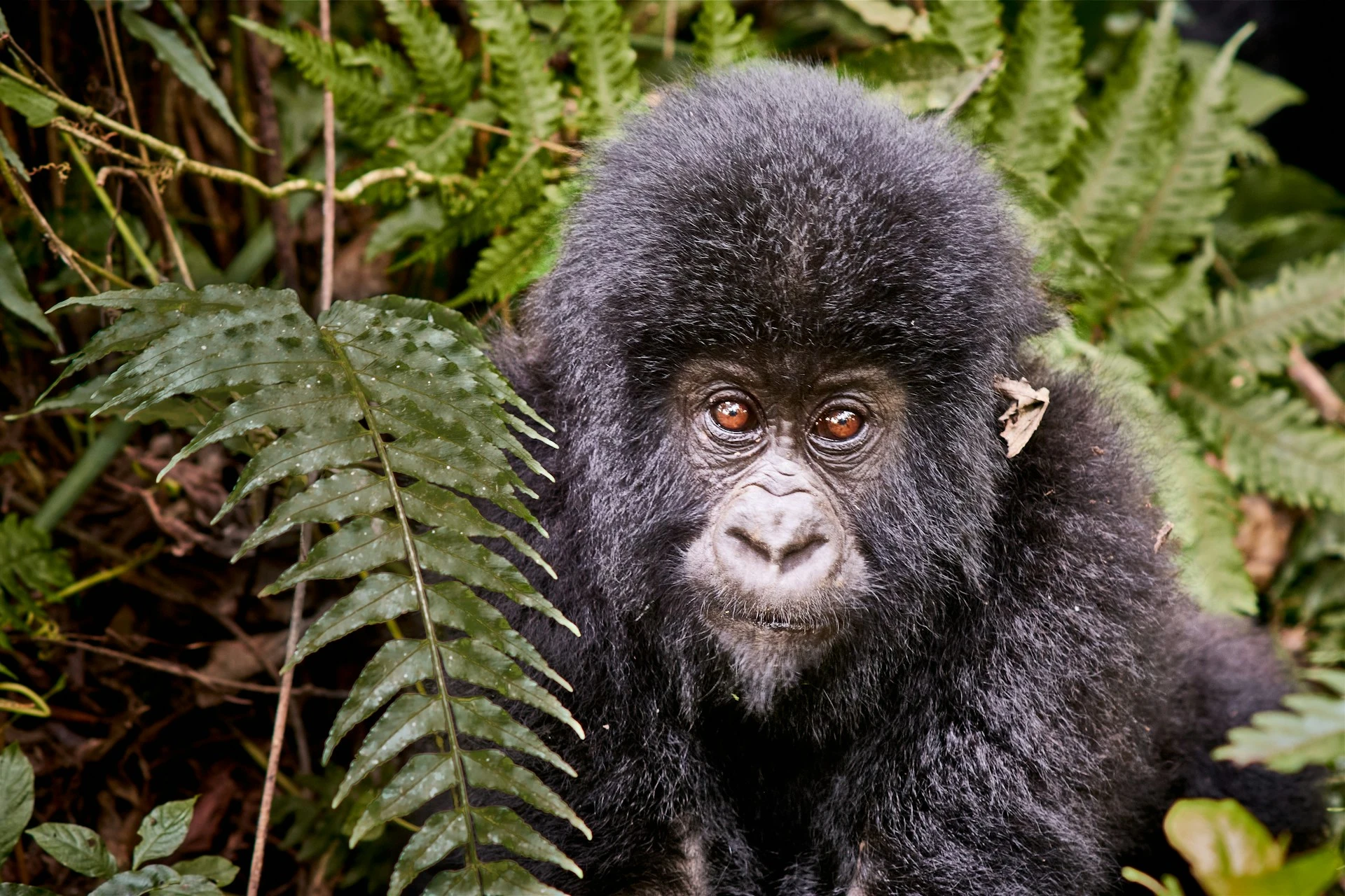 Das Foto zeigt einen schwarzen Gorilla inmitten grüner Bäume.