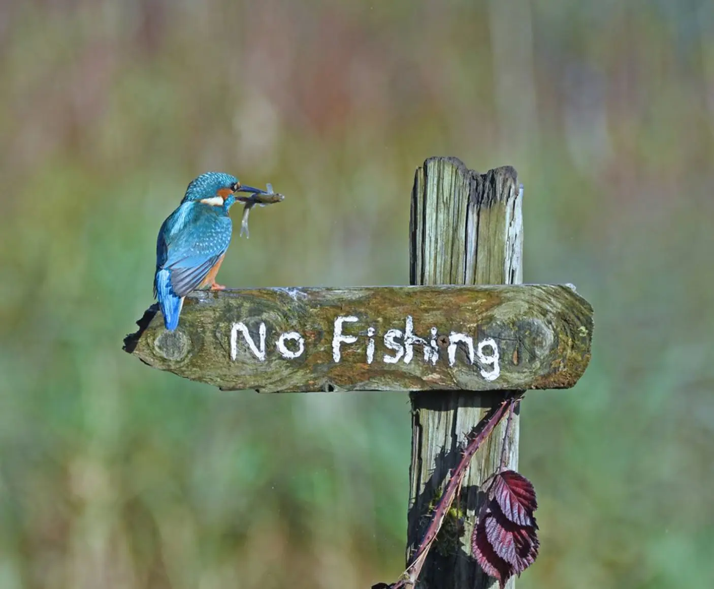 Ein Bild, das Vogel, draußen, Text, sitzen enthält.Automatisch generierte Beschreibung