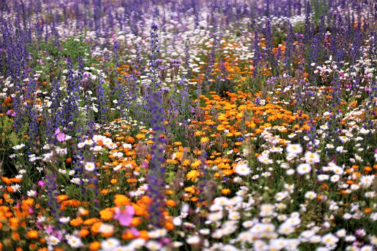 Das Foto zeigt eine bunt blühende Wiese mit verschiedenen Blumen.