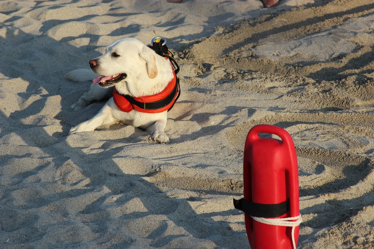 ein heller Hund mit einer roten Rettungskapsel
