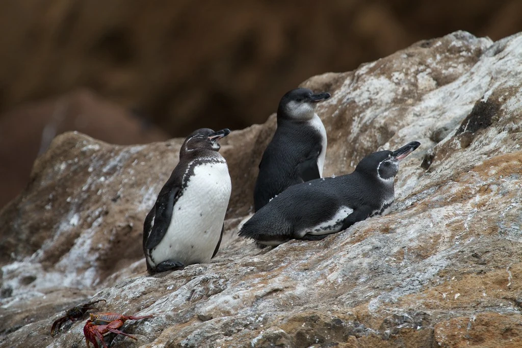 Das Foto zeigt mehrere kleine Pinguine auf einem Felsen.