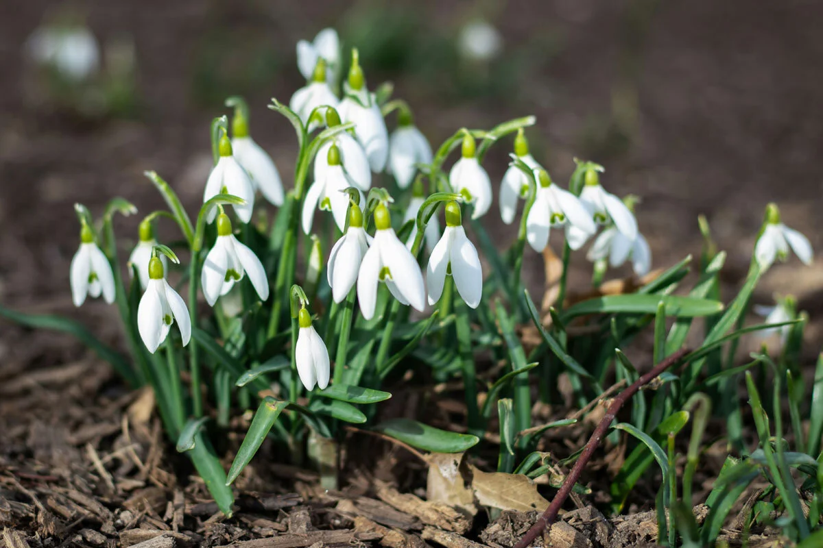 Weiß wie Schnee: Schneeglöckchen. Foto von Olga Subach auf Unsplash