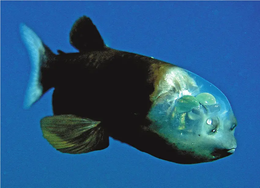 Das Foto zeigt einen Fisch. Er hat einen durchsichtigen Kopf.