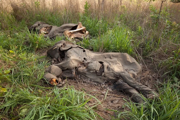 Ein von Wilderern getöteter Elefant
