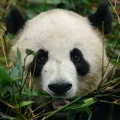 Ein Pandabär zwischen Bäumen und Blättern