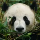 Ein Pandabär zwischen Bäumen und Blättern