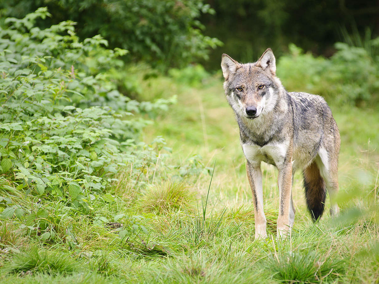 Wolf