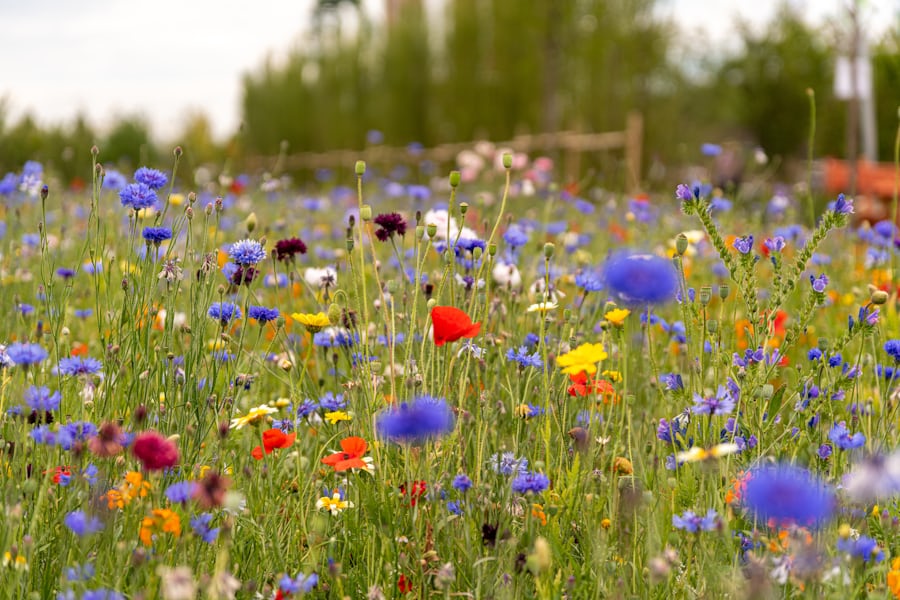 Bild einer Wildblumenwiese