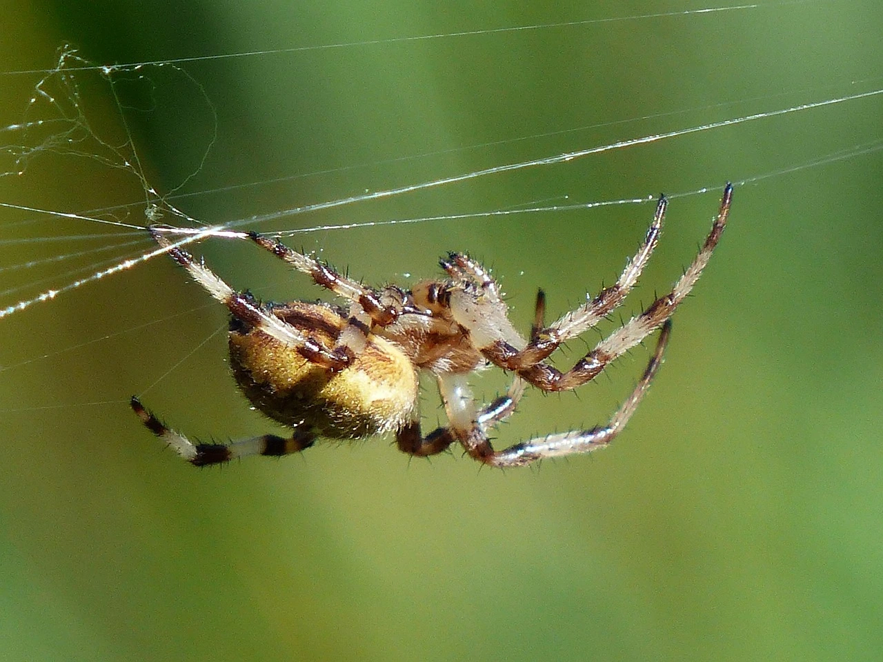 Eine Spinne baut ein Netz
