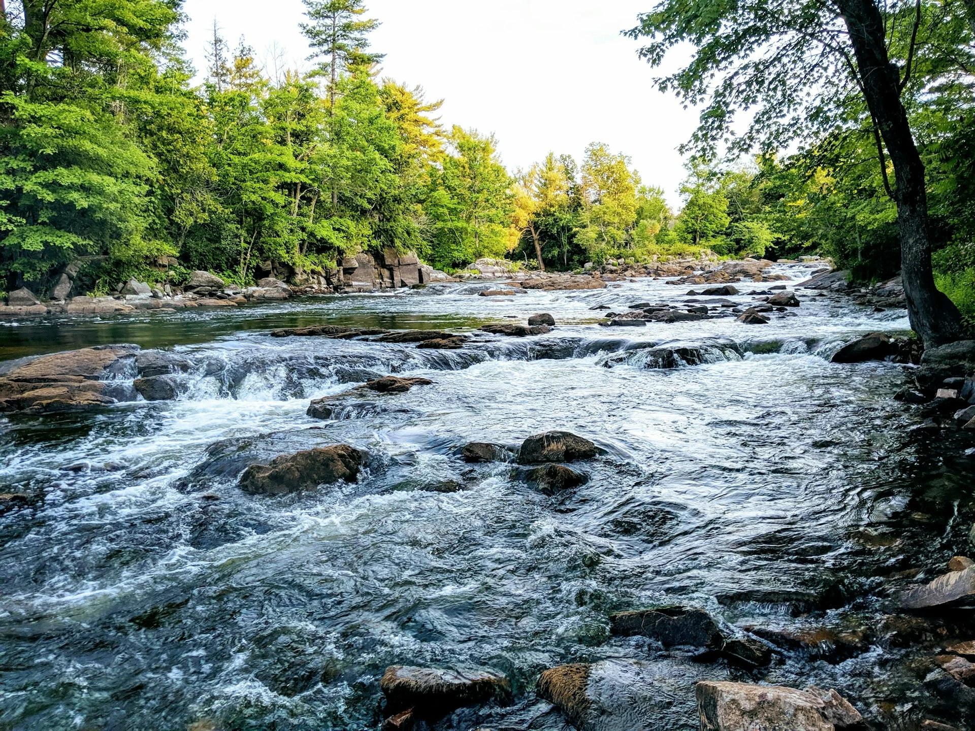 Ein Fluss in einem Waldgebiet