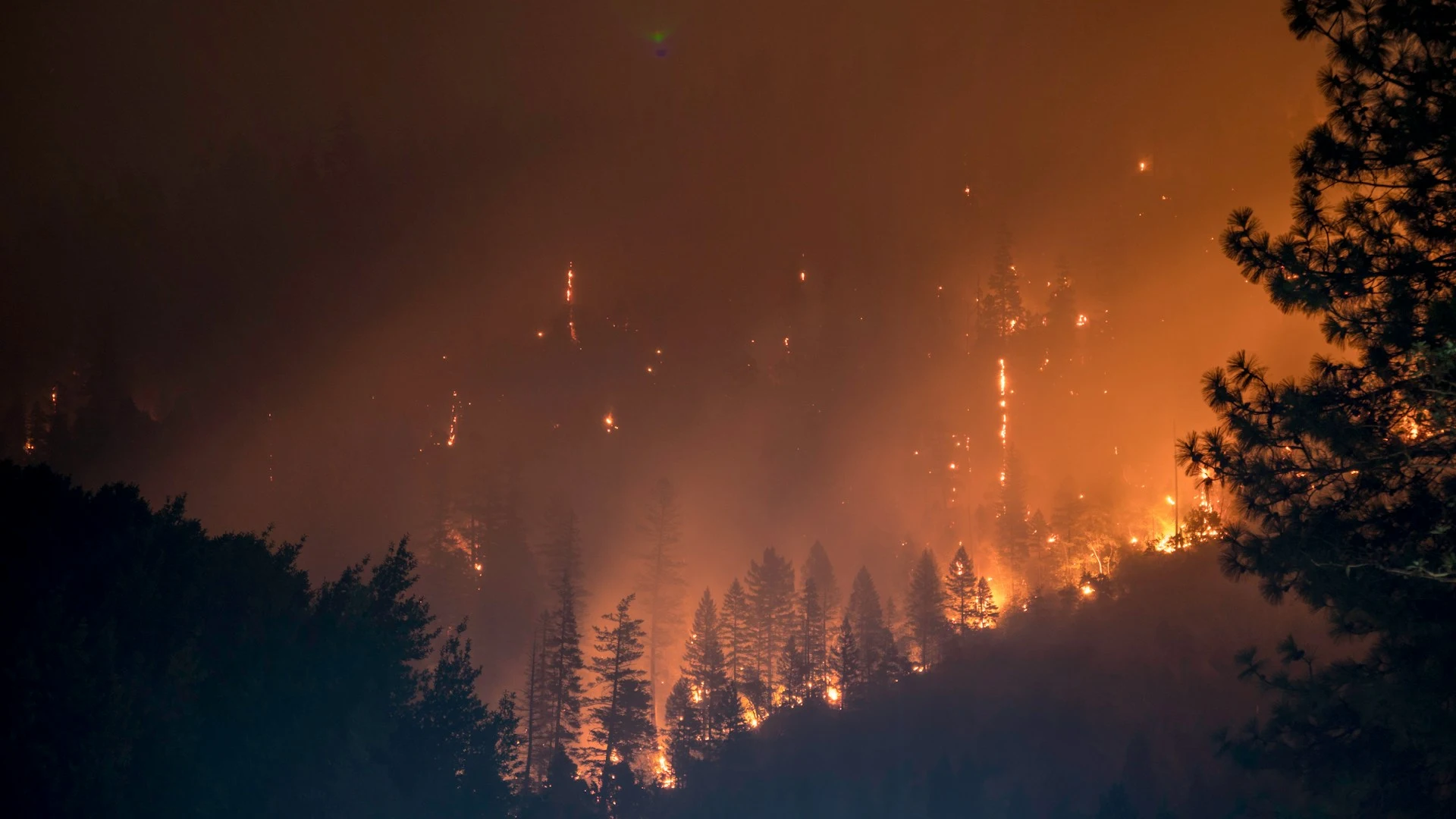 eine brennende Waldfläche bei Dunkelheit