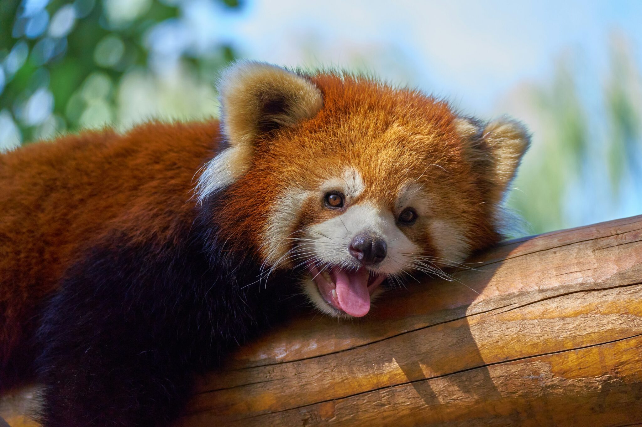 Roter Panda (Kleiner Panda) - WWF Jugend