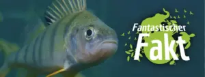 Ein Barsch neben dem Emblem 'Fantastischer Fakt'