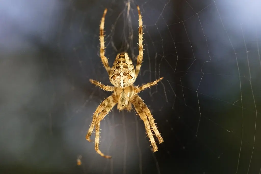 Eine Kreuzspinne, in der Mitte ihres Netzes
