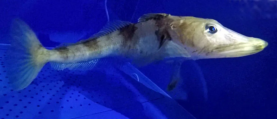 ein heller Fisch mit großem Maul