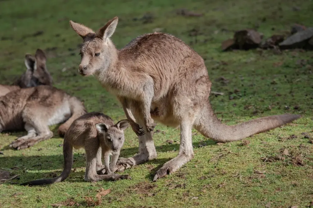 Ein junges Känguru neben seiner Mutter