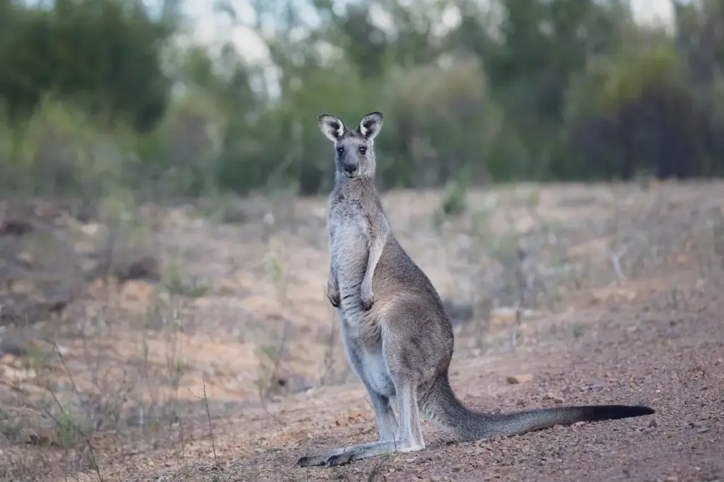 ein gräuliches Känguru in einer Steppenlandschaft