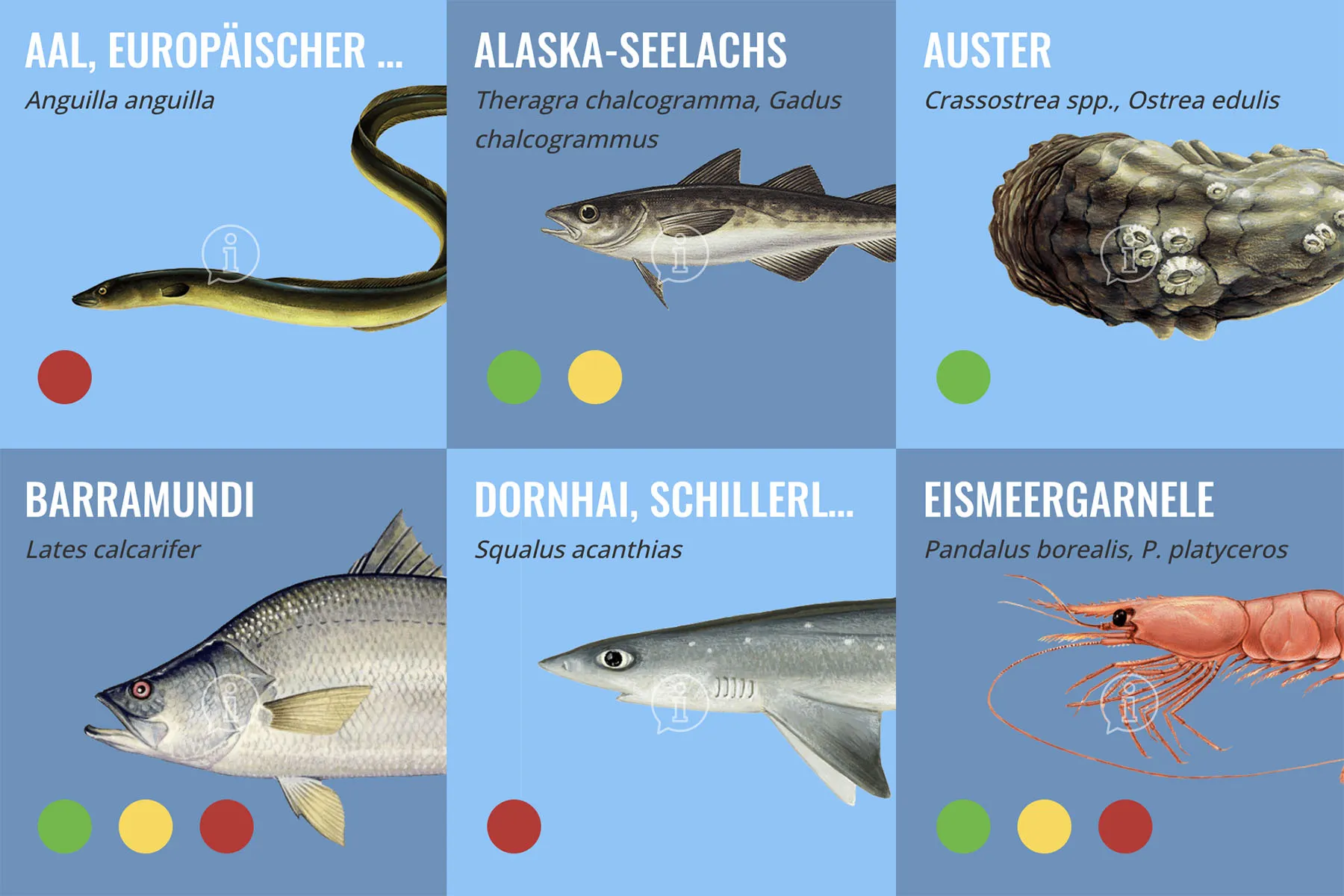 Symbolbild: WWF Fischratgeber, verschiedene Fischarten danach bewertet, ob sie eine gute Wahl sind.