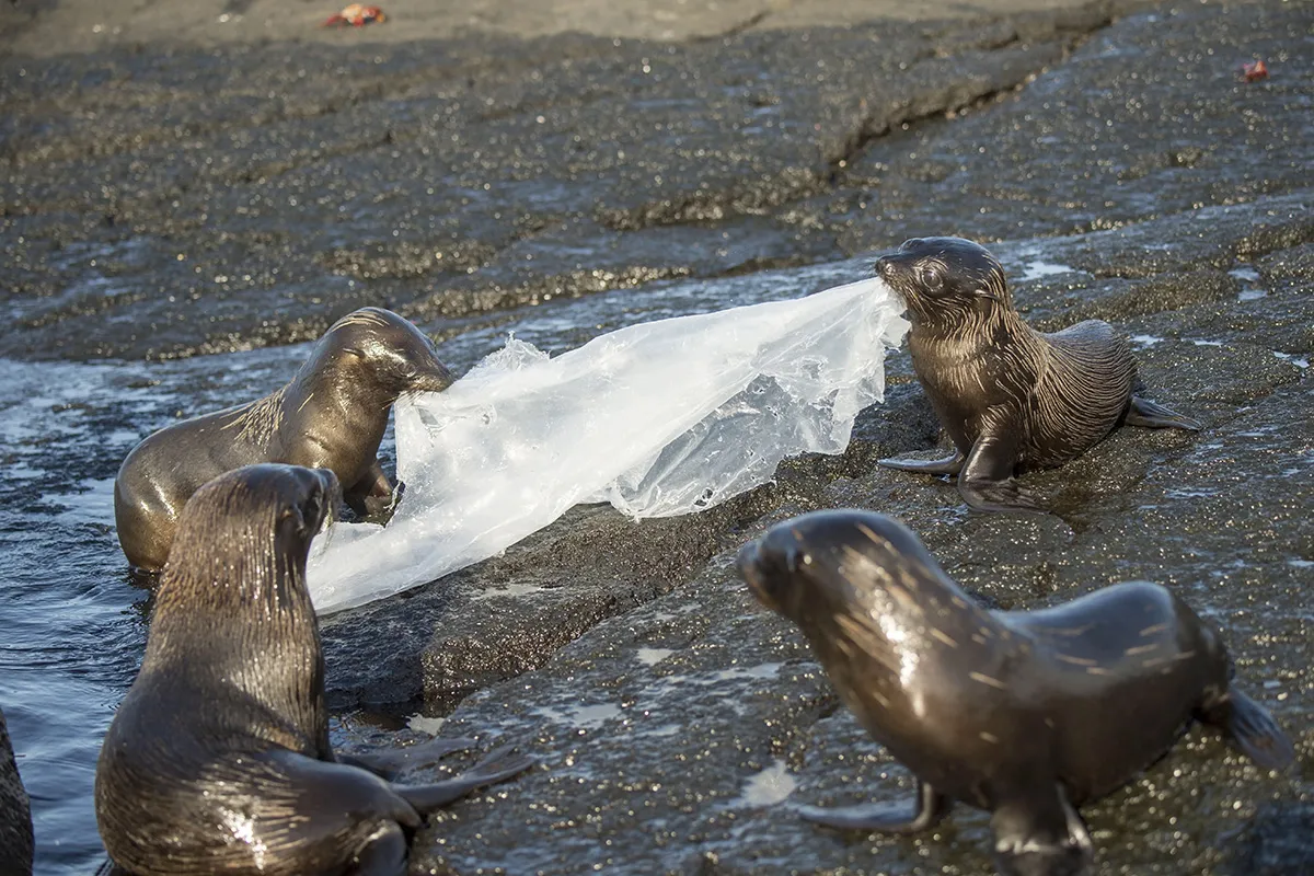 Vier Robben streiten sich um eine Plastikplane