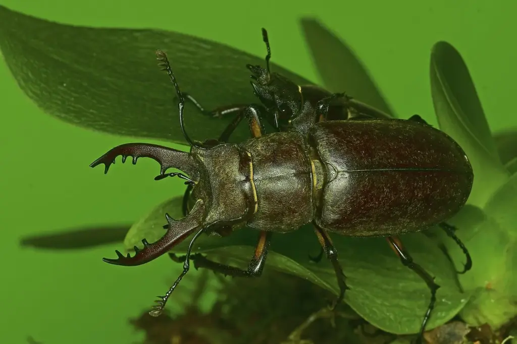Ein bräunlicher Käfer mit großen Mundwerkzeugen auf grünen  Blättern
